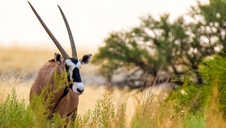 Oryx