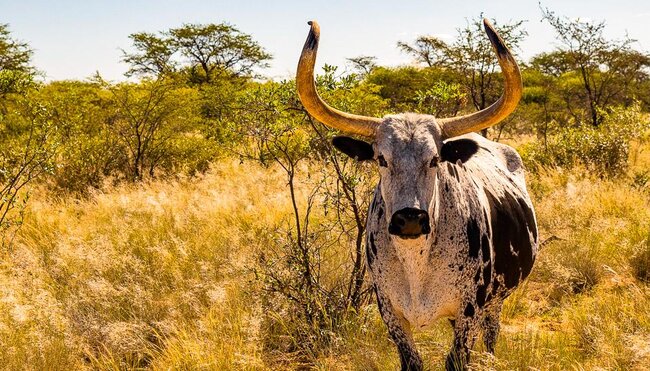 Nguni-Rind