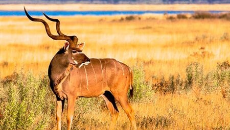 Ein Kudu