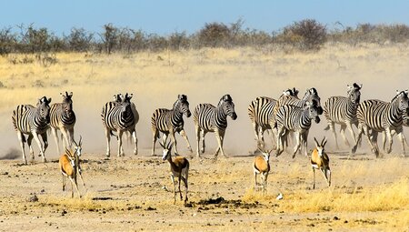 Zebras auf der Flucht