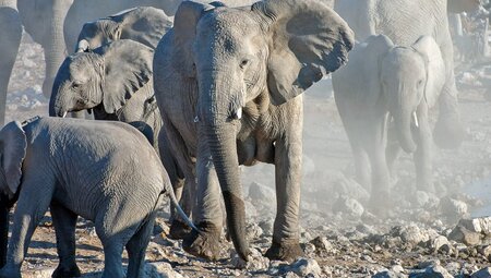 Herrscher am Wasserloch