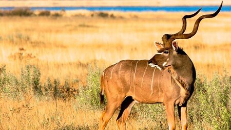 Ein Kudu