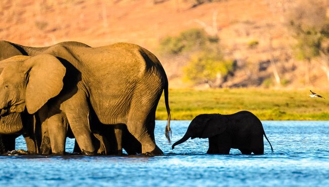 Elefanten überqueren den Fluss Chobe zur Sedudu Insel