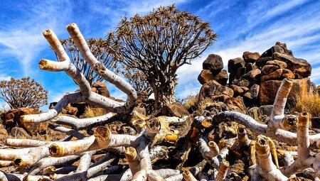 Entwurzelt - Köcherbäume