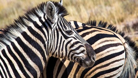 Zebra im Etosha-Park