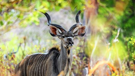 Kudu im Busch
