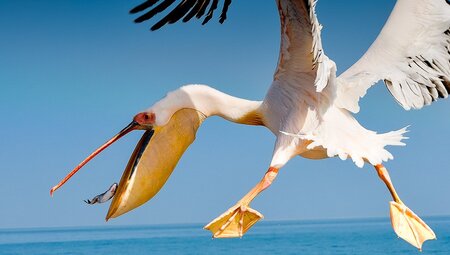 Heute gibt es Fisch!