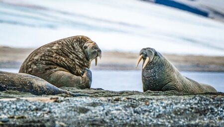 Walrosse auf den Poolepynten