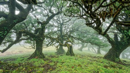 Fanal, Laurisilva-Wald