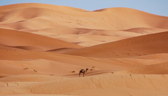 Kamel in der Sahara Wueste