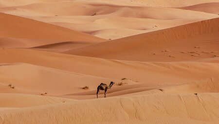 Kamel in der Sahara Wueste