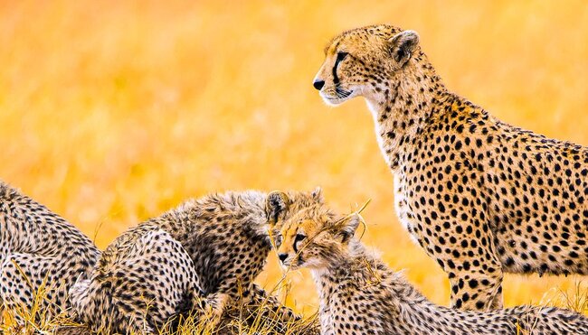 Geparden Familie in der Serengeti
