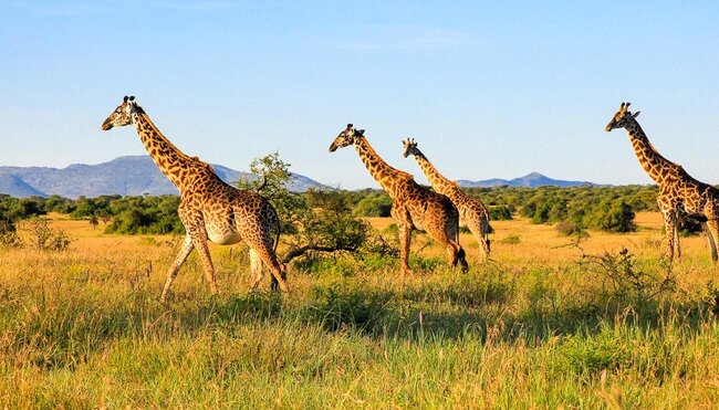 Giraffen in der Serengeti