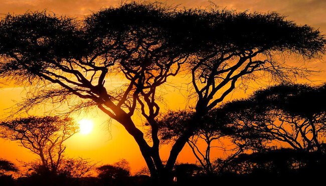 Sonnenaufgang in der Serengeti