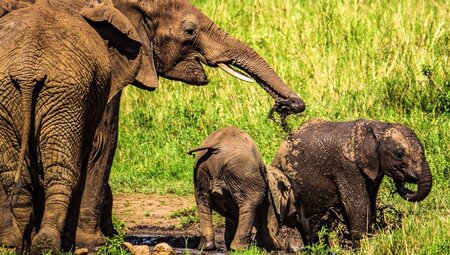 Elefanten in der Serengeti