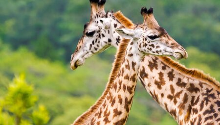 Junge Giraffen üben den Kampf