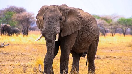 Elefant im Tarangire National Park