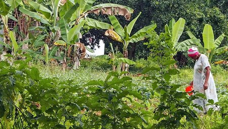 Wässerung des Gartens