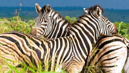 Sympathiebekundung zweier Zebras