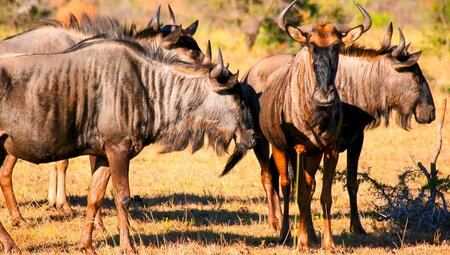 Gnu-Herde in der Savanne