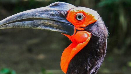 Kaffernrabe