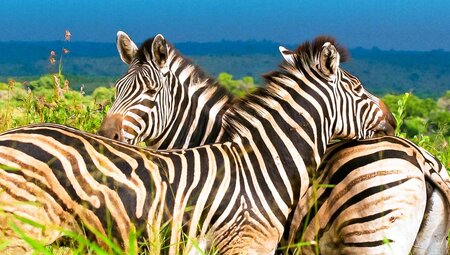 Sympathiebekundung zweier Zebras