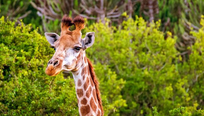 Giraffe über den Baumkronen