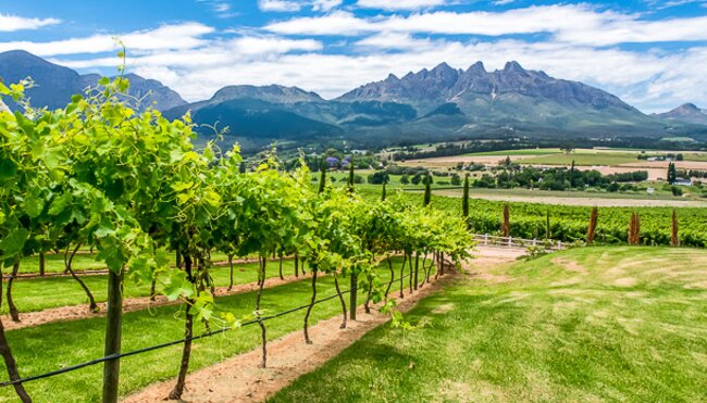 Weinanbau in der Provinz Westkap