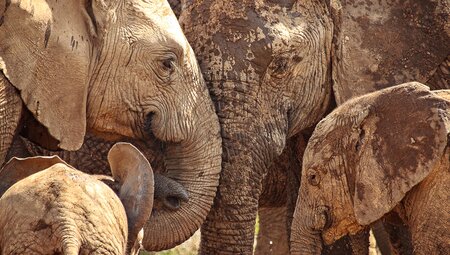 Elefantenherde am Wasserloch