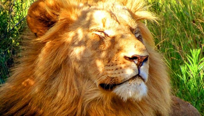 Löwe beim Sonnenbad