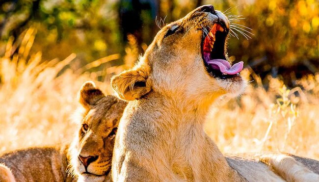 Löwen im National Park