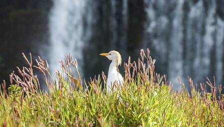 Reier an den Vic Falls
