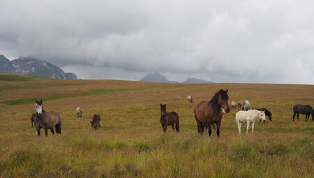 Pferde entlang des High Scardus Trail