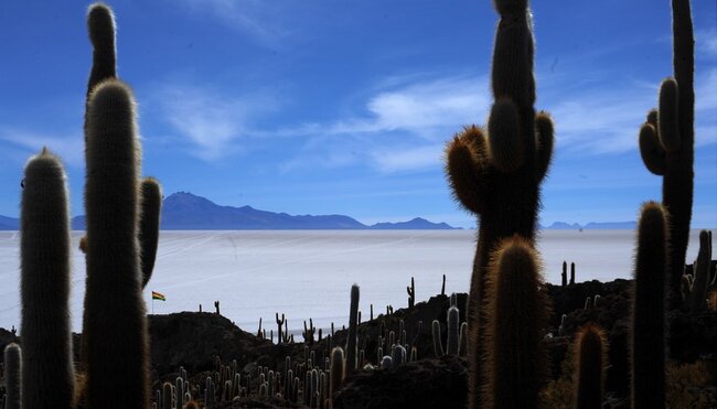 Kakteen auf Incahuasi im Salar de Uyuni