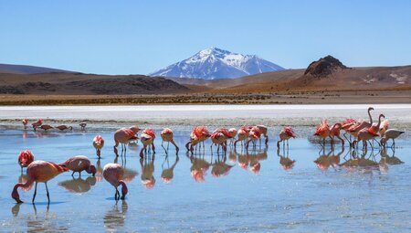 Flamingos in der Hedionda Lagune
