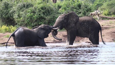 Botswana, Simbabwe - Länder der Giganten