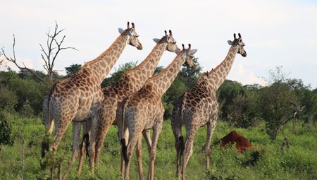 BotswanaChobeRiverfrontGiraffenGruppe