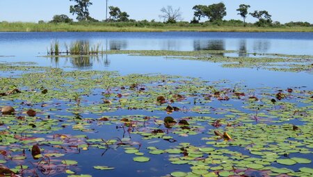 Botswana - das grüne Herz der Kalahari mit Egmont Strigl