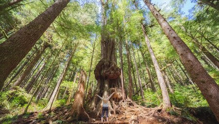 Upper Avatar Grove auf Vancouver Island
