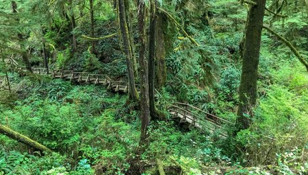Wanderweg durch den Urwald nahe Tofino
