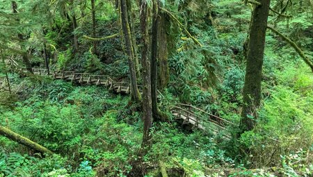 Wanderweg durch den Urwald nahe Tofino