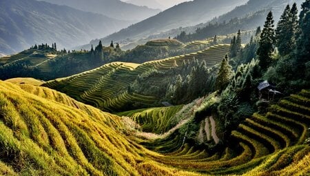 Reisfelder bei Longji Longsheng