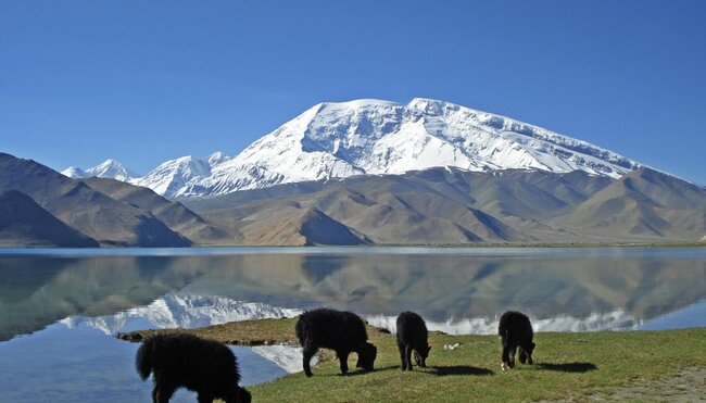 AS_ESP_Junge_Yaks_am_Karakul_See_mit_Mustagh_Ata_2