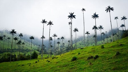 Kolumbien  Die höchsten Palmen der Welt