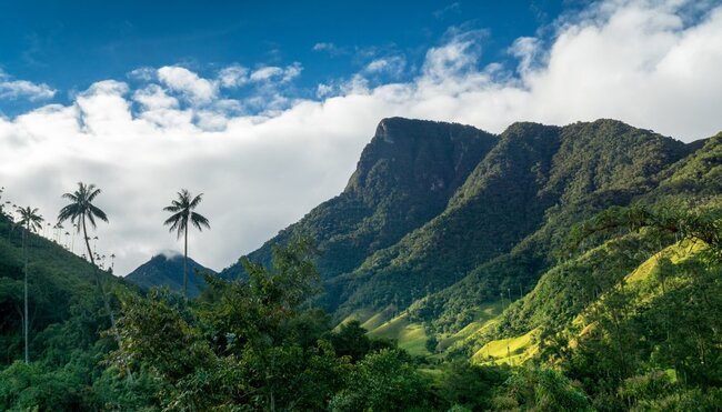 QuindioWachspalmen im Valle de Cocora, nahe Salente, Zona Cafetera