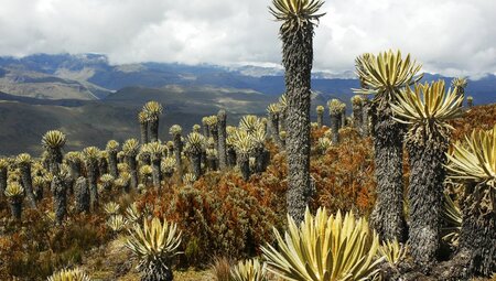 Kolumbien Tolima HochlandTolima Hochland