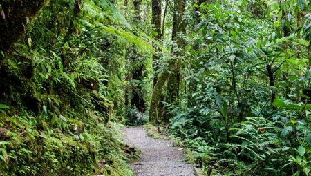 Trail im Tapanti National Park, Costa Rica