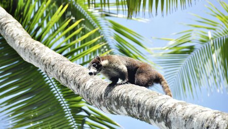  Corcovado Nasenbaer