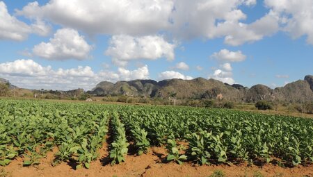 Tabakfeld Vinales