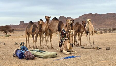 Algerien Kamele in der Wüste